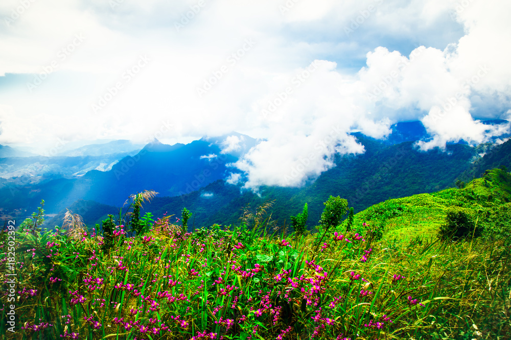 Purple wild flowers scene on high mountain,nature background