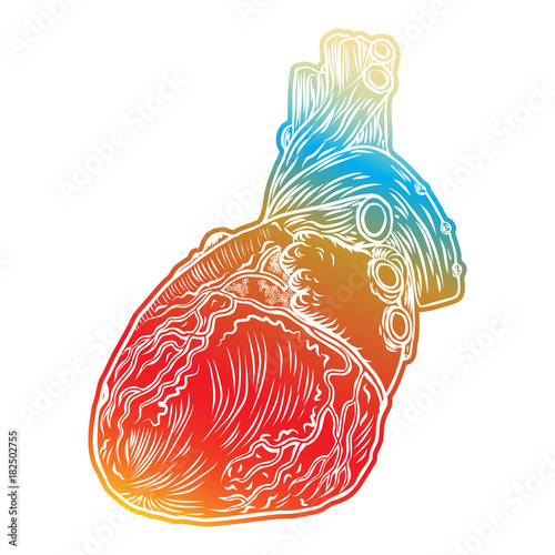 Red human heart with aorta, veins and arteries isolated on white background. For cardiology or medical design. Hand drawn flesh tattoo concept. Vector.