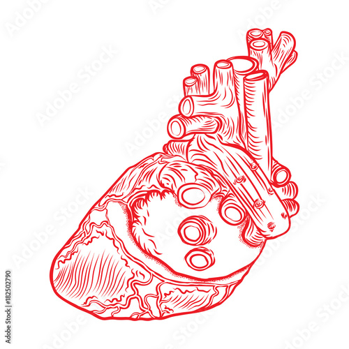 Red human heart with aorta, veins and arteries isolated on white background. For cardiology or medical design. Hand drawn flesh tattoo concept. Vector.