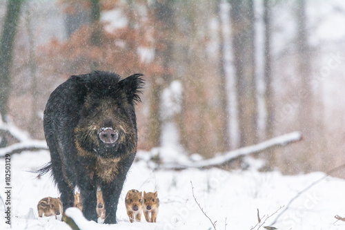 Wildschwein mit ihren jungen im Schnee