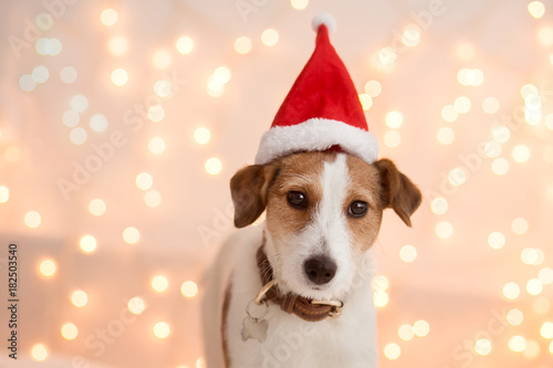 Dog breed Jack Russell Terrier in Santa's cap against a background of blurry lights