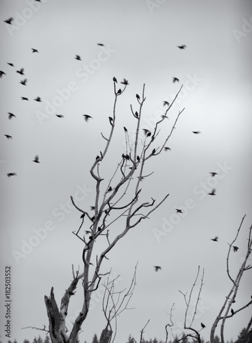 Starlings in Flight