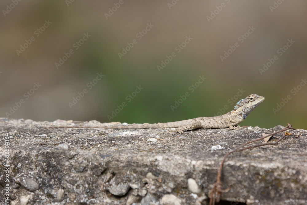 Brown Lizard Animal on Concrete background Brown Lizard Animal on Concrete background