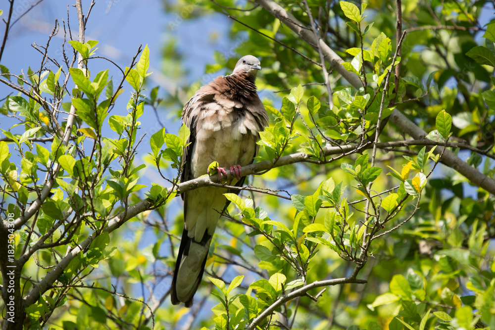 Pigeon sitting on tree branch Pigeon sitting on tree branch