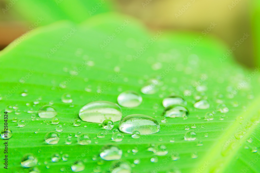 banana leaf pattern with texture water drop in the morning beautiful for background  with copy space add text. select focus shallow depth of field