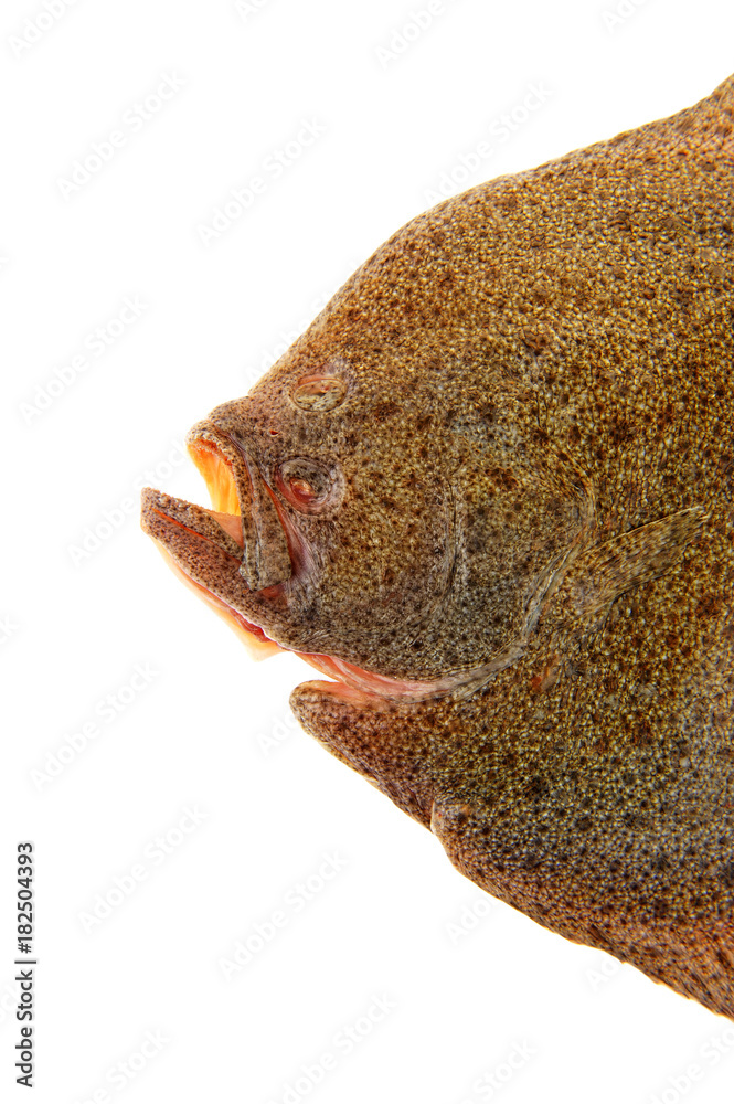 Fototapeta premium The flounder isolated on a white background