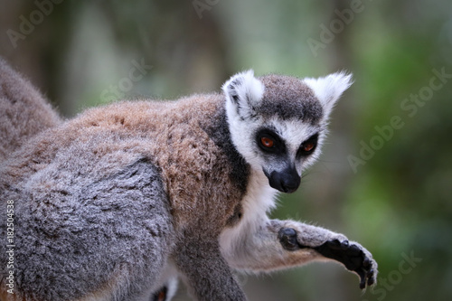 Fototapeta Naklejka Na Ścianę i Meble -  Ring-tailed lemurs in South Africa