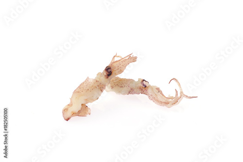 Squid isolated on a white background © pdm