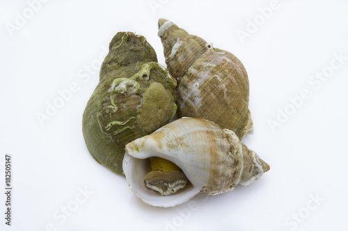 Konstfotografi bulots