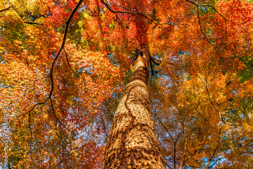 Fotografie, Obraz Autumn leaves in Musashi-Kyuryo National Government Park, Japan