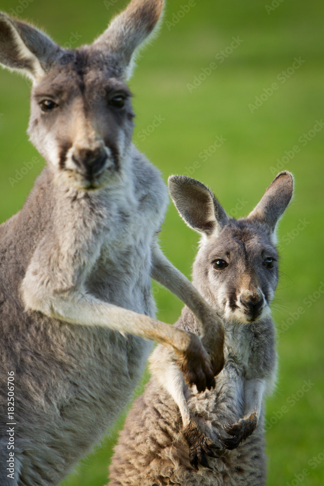 Fototapeta premium Kangaroo and Joey Looking at Camera