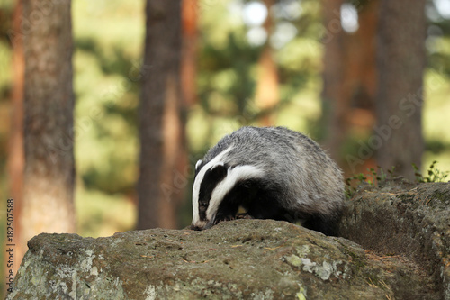 Eurasian Badger - Meles meles - looking for feed on stone © sci