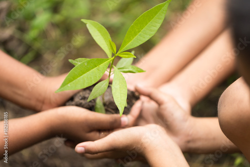 Group of Children holding young seedling plant in hands on plant