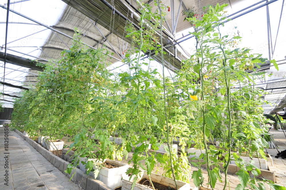 Fresh tomatoes grown in greenhouses