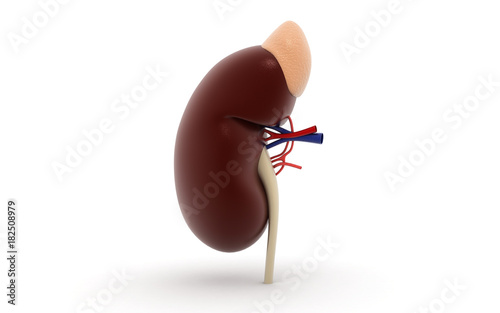 3d rendered kidney isolated on white background
