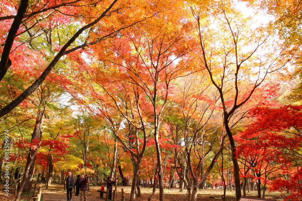 美しい紅葉の森　平林寺