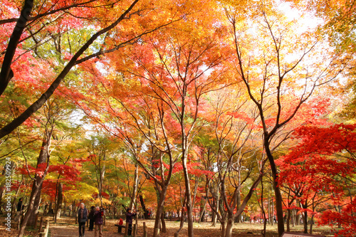 美しい紅葉の森 平林寺