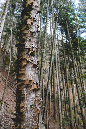 tree trunk with loose bark