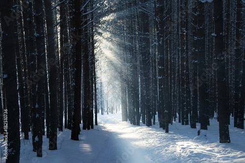 Valokuva Glade in the forest on a winter day with the rays of sun light coming through th
