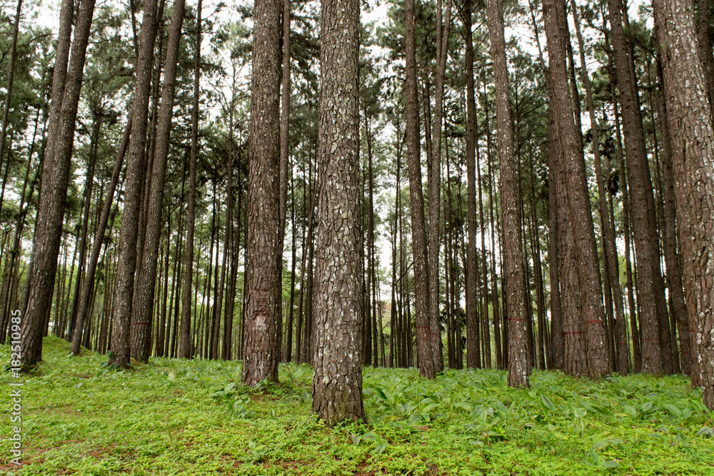 Fototapeta premium Pine tree forest, north of Thailand