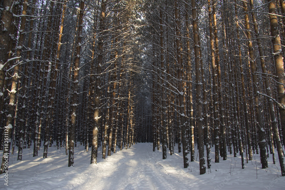 Path in a winter pine forest