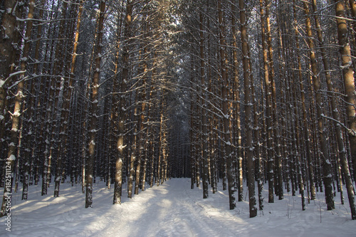 Path in a winter pine forest