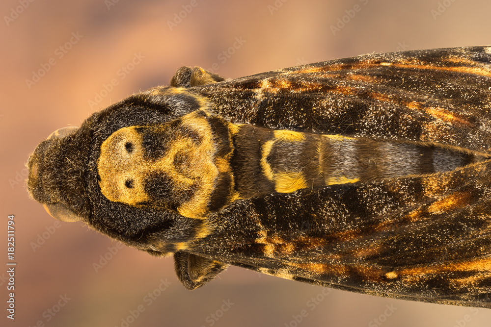 Death's head hawk moth