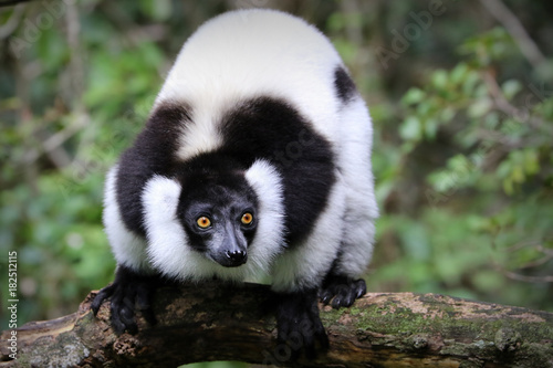 Ruffed lemur, Monkeyland, South Africa