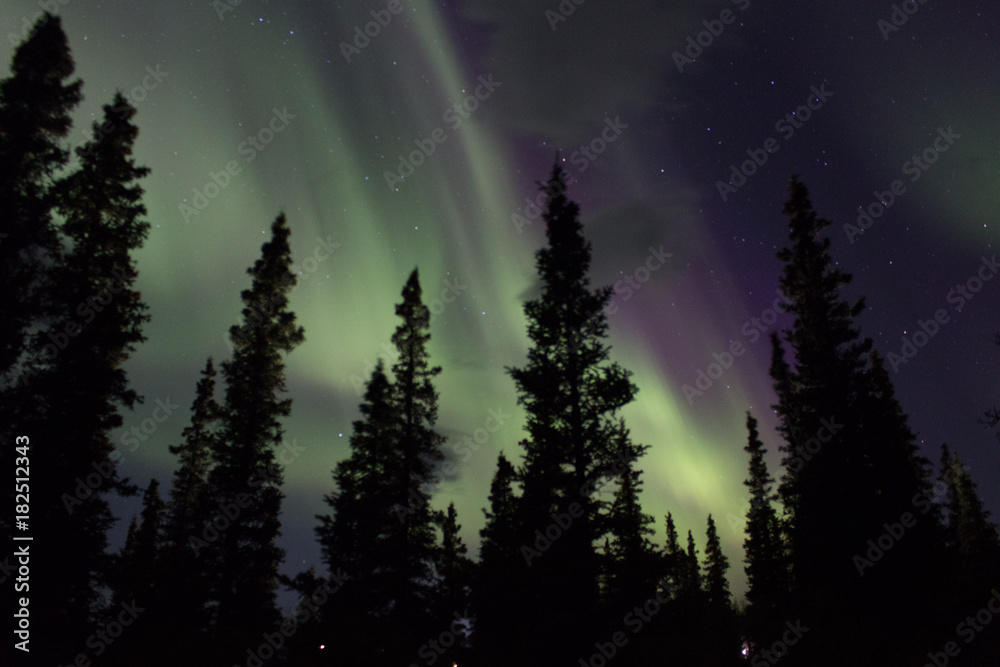 Northern lights across the black spruces on the Alaskan Range