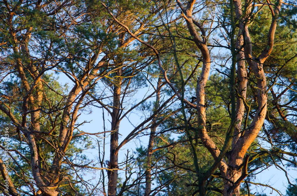 blue sky breaks through the thick wild forest illuminated by the early morning sun at the end of autumn