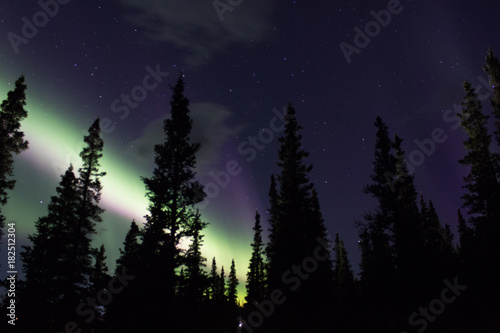 Northern lights across the black spruces on the Alaskan Range