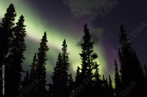 Northern lights across the black spruces on the Alaskan Range