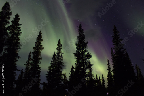 Northern lights across the black spruces on the Alaskan Range © Thomas 