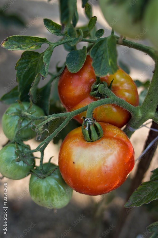Home Growing Tomatoes. Healthy food.