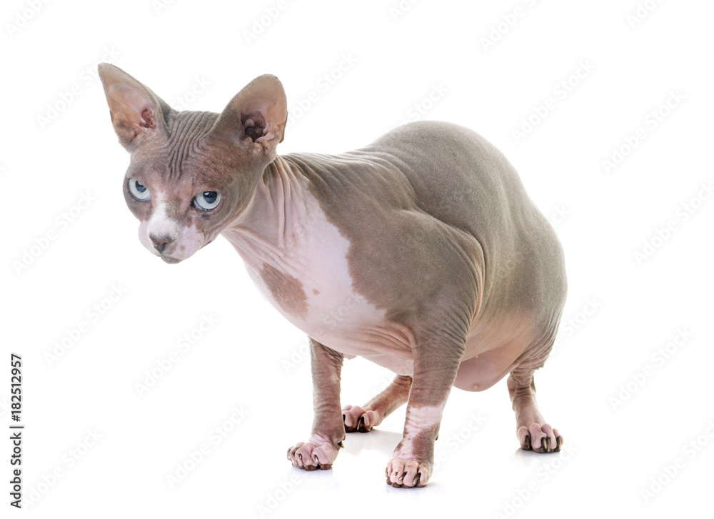 sphinx cat in studio sphinx cat in studio