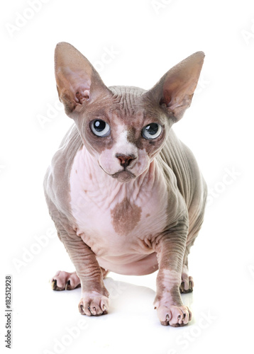 sphinx cat in studio