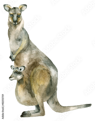 Watercolor australian kangaroo