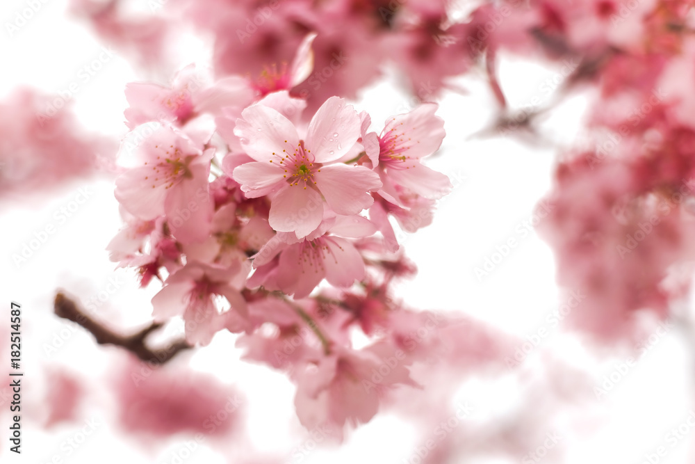 Pink sakura, cherry blossom blooming on branch with light background
