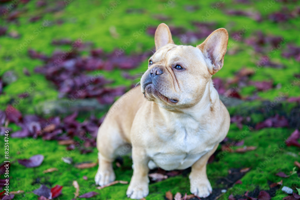 French Bulldog with Purple Leaved Plum Leaves and Moss. Frenchie sitting in Foliage Background.