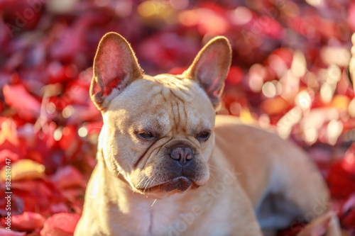 French Bulldog with Autumn Leaves. Frenchie in Maple Leaves Background.