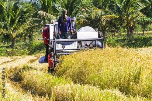 Harvester machine to harvest wheat field working. Combine harvester agriculture machine harvesting golden ripe wheat field in Thailand © pittawut