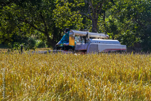 Harvester machine to harvest wheat field working. Combine harvester agriculture machine harvesting golden ripe wheat field in Thailand
