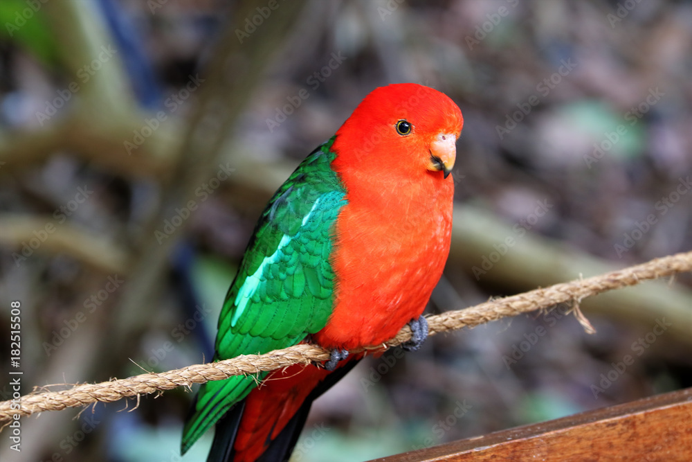 Closeup of a parrot, South Africa