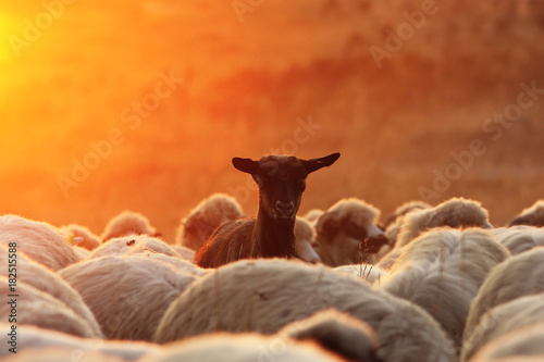 black goat ram with sheep herd
