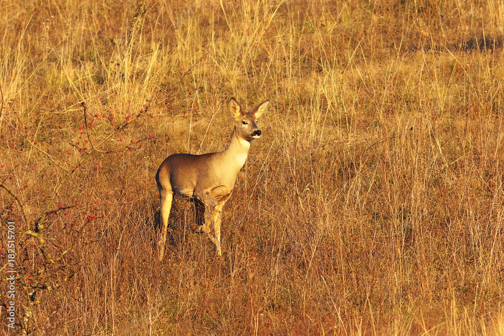 curious wild roe deer doe curious wild roe deer doe