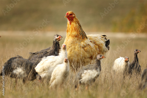 domestic hen with guineafowl flock photo