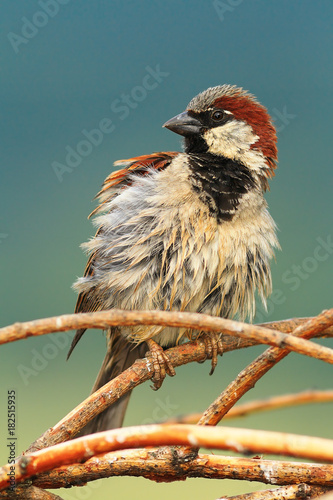 house sparrow perched on twigs
