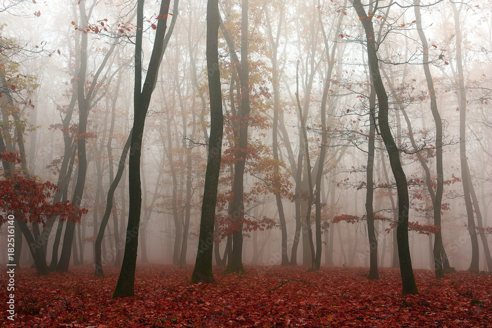 mist in the woods, autumn season