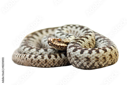 isolated european venomous snake