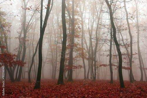 mist in the woods, autumn season